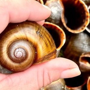 Giant Apple Snail Shells for Decor or Crafts Quantity 10